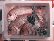 Red snapper in a cooler. Environmental groups are at odds with the federal government’s decision to extend recreational catching of the fish in the Gulf of Mexico. 